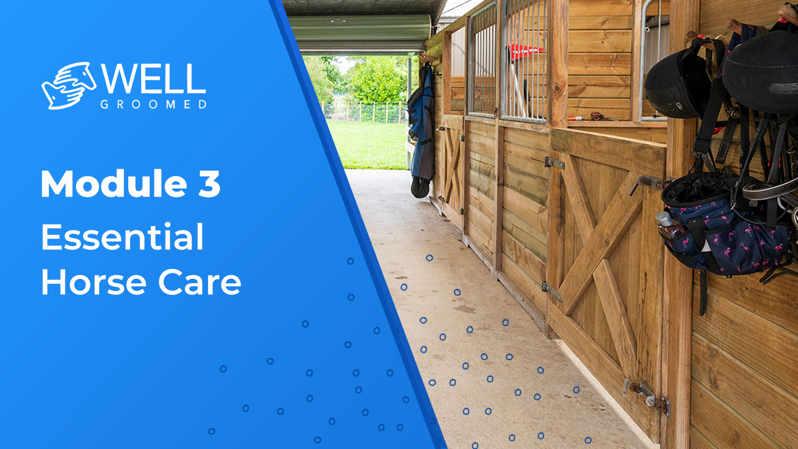 Module 3: Essential Horse Care