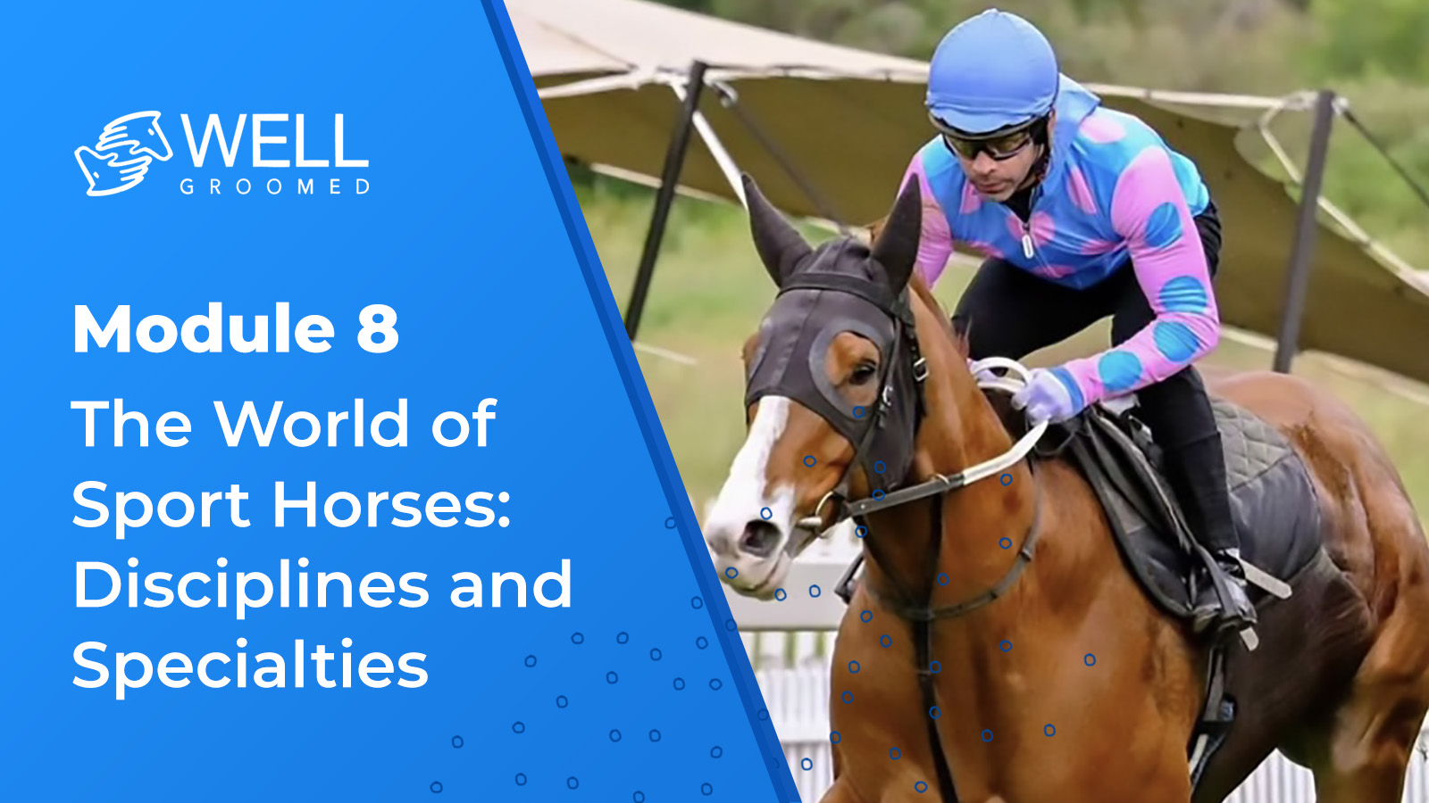 Module 8 – The World of Sport Horses