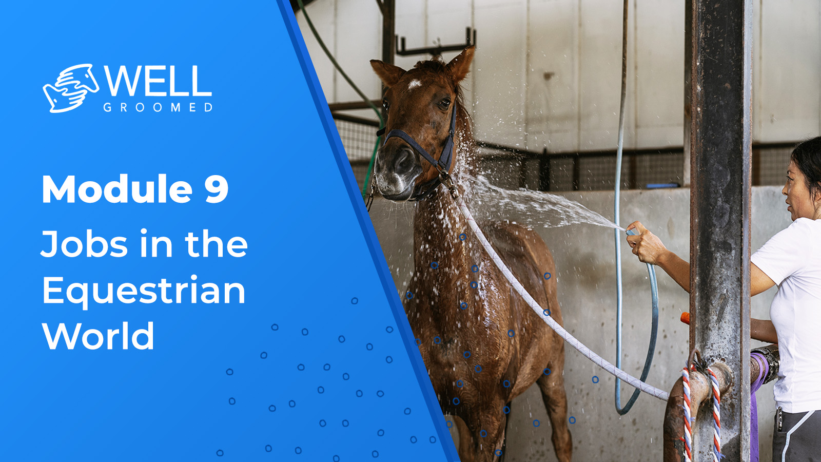 Module 9 – Working in the Equestrian Industry